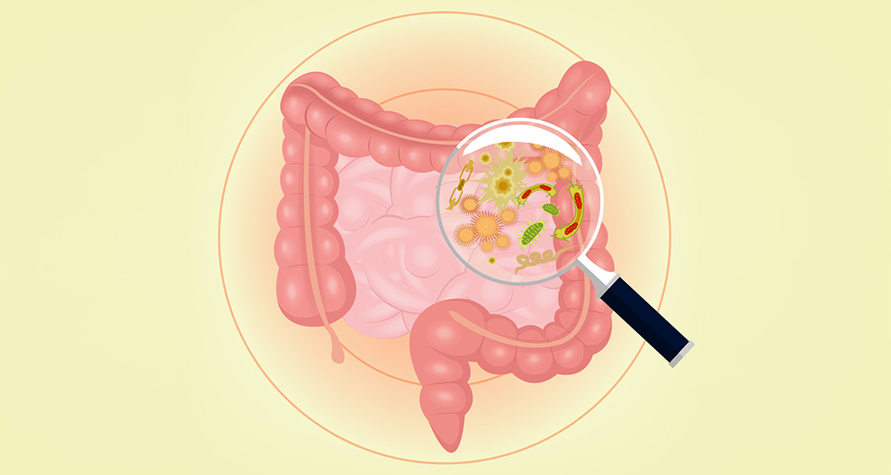 A magnifying glass is focused on bacteria and other microorganisms within the human digestive system.