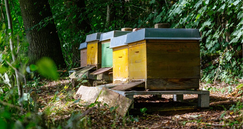 Three beehives are placed in a grassy area surrounded by green foliage.